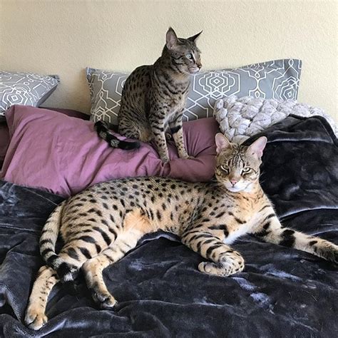 How Big Is A Savannah Cat Catsinfo