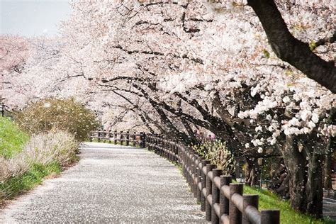 Photo Of The Day A Rain Of Cherry Blossoms In Japan Asia Society