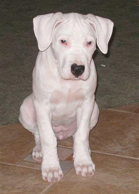 Maybe you would like to learn more about one of these? Dogo Argentino For Sale In Louisiana | Top Dog Information