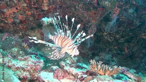 Lionfish Scorpion Fish On Clean Clear Seabed Underwater Ocean In