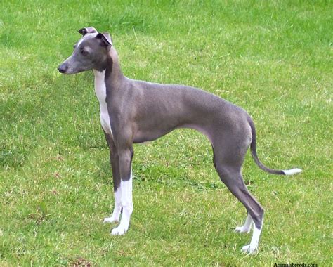 Italian Greyhound Puppies Rescue Pictures Information Temperament Characteristics