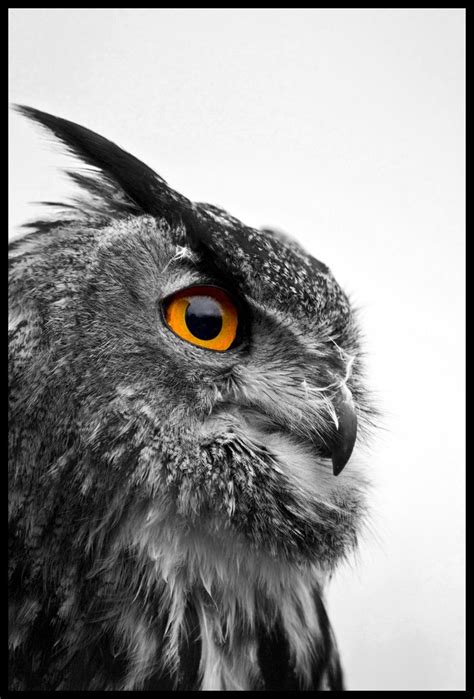 Even domesticated species sport the elegant combination. European Eagle Owl - Black and White (by Chris _E78 ...