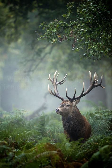 Appearance In The Forest Red Deer Under The Mist Majestic Animals