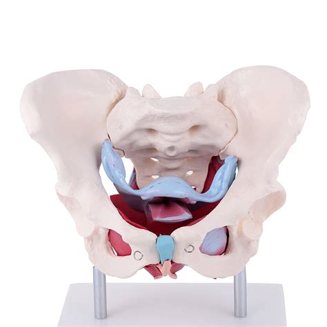 Female Pelvis Model Showing Anatomy Of Uterus Vestibular