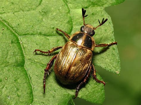 Preventing an infestation from happening in the first place will save you time and your japanese beetle population will be greatly reduced if you get rid of the larvae before they can destroy your garden. How can I control the beetles that are eating my garden ...