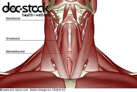 The trapezius originates from the skull and spine of the upper back and neck. An anterior view of the muscles of the neck. - Royalty Free Image - doc-stock Bildagentur für ...