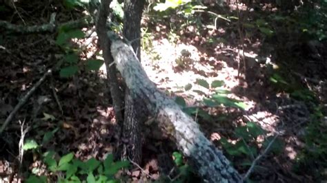 Bigfoot 2016 New Ting Attempt And Forest Observation