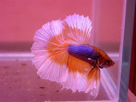 With these big human hands? Baby Betta Fish | What Do Baby Betta Fish Look Like ...