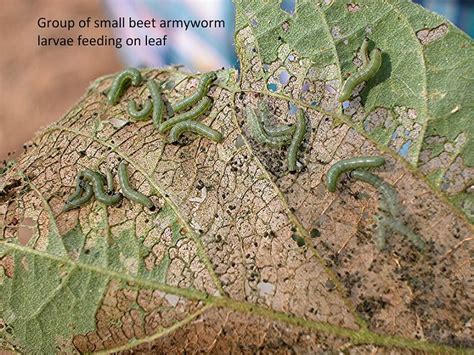 Fall Armyworm Beet Armyworm And Yellowstriped Armyworm Ut Crops