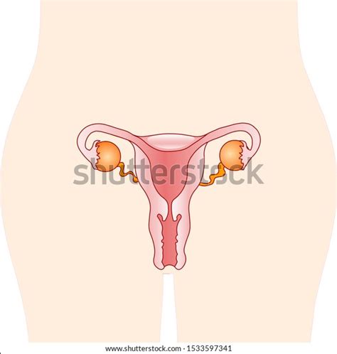 Human Organs Reproduction Anatomy Female Reproductive Stock Vector