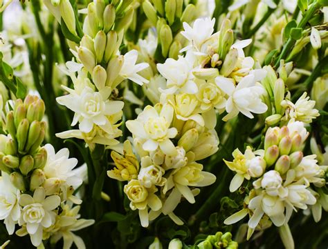 Tuberose Absolute French