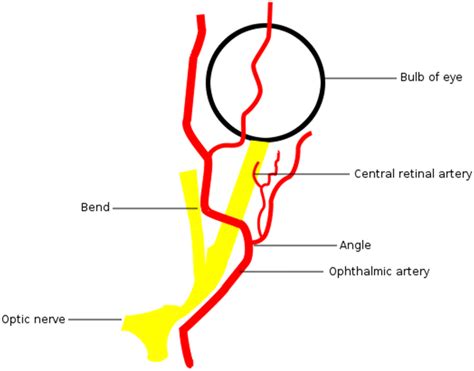 Anatomy Of The Ophthalmic Artery And The Central Retinal Artery