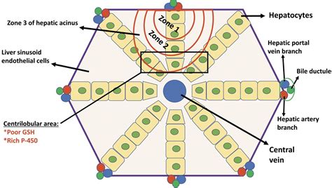 Sinusoidal Obstruction Syndrome Veno Occlusive Disease Following