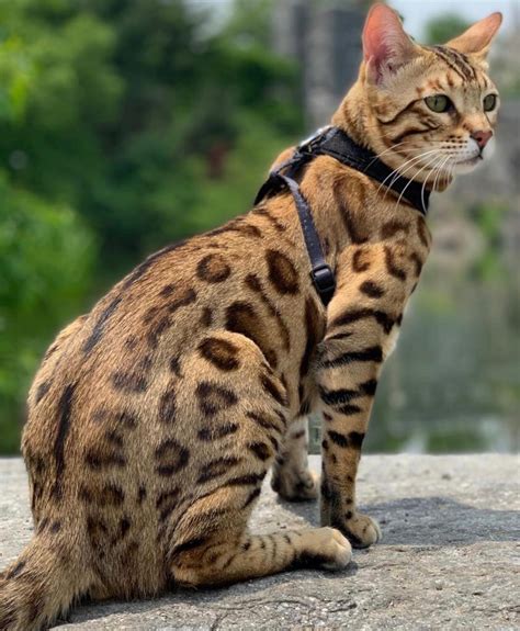 Brown Spotted Bengal Kitten Hypoallergenic Cat