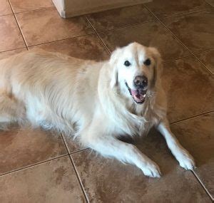 The woman wanted to introduce herself to the cat and eventually things got heavy. Reigning Cats & Dogs Pet Sitting Service LLC