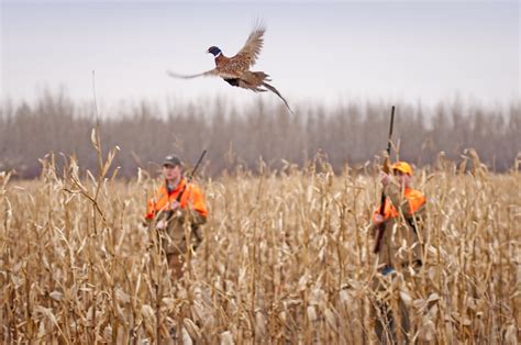 Quotes About Bird Hunting 24 Quotes