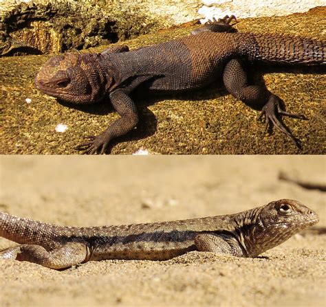 The Evolution Of Morphological Diversity In Tropidurine Lizards The