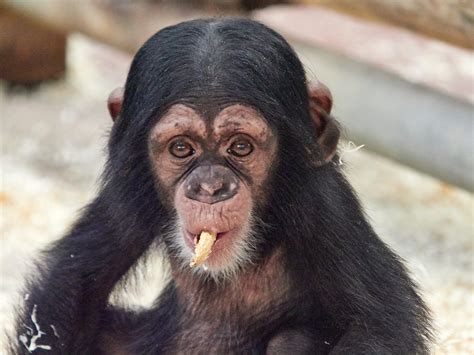 alles over de chimpansee ontmoet onze dieren dierenpark amersfoort