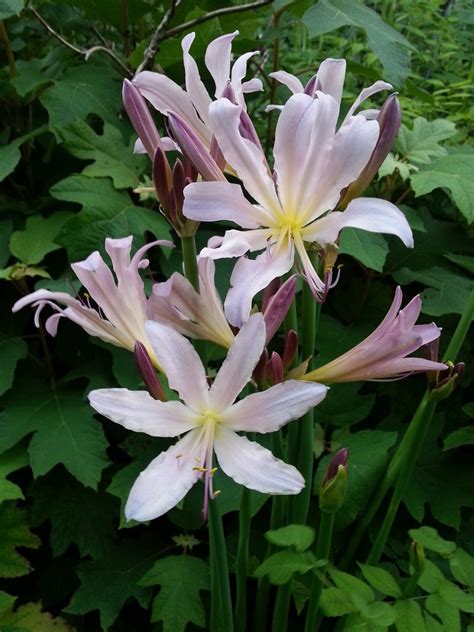 Plantfiles Pictures Lycoris Species Magic Lily Naked Lady Resurrection Lily Surprise Lily