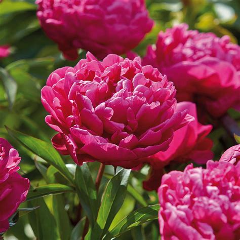 Van Zyverden Peonies Karl Rosenfield Roots (Set of 3)-832971 - The Home