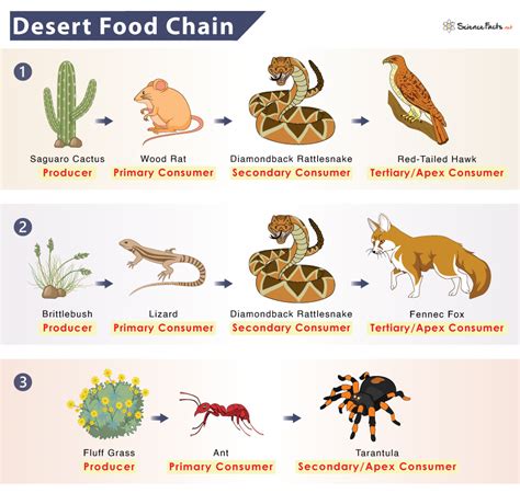 Desert Food Chain Example And Diagram