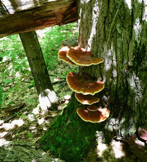 Species Spotlight Reishi Mushrooms North Spore