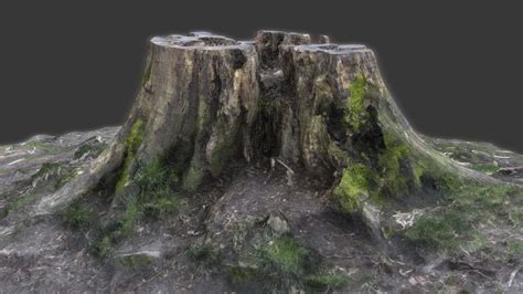 Scanned Tree Stump Zbrush File And Obj With Textures 3d Model Cgtrader