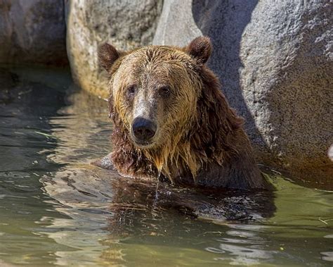 Grizzly Bear San Diego Zoo Grizzly Bear Bear