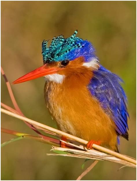 Malachite Kingfisher Focusing On Wildlife Kingfisher Beautiful