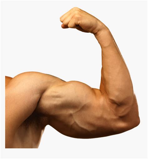 Muscle Arm Png Background Images Transparent Muscle Arms Png Png