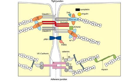 Molecular Composition Of Tight Junctions The Transmembrane Proteins