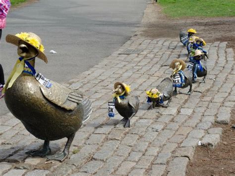 Marathon Ducklings Complete With Runner Bibs Picture Of Boston Public