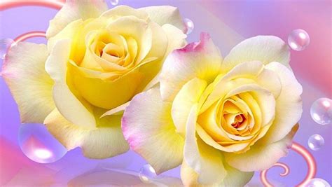 Top rose images for whatsapp profile. Free download Rose Wallpaper Hd Download Single Yellow ...