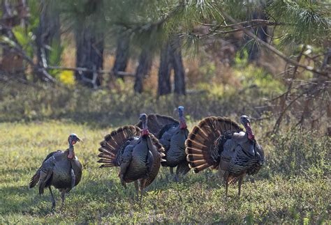 Osceola Wild Turkeys Displaying Crop Fwc Photo By Andy W Flickr