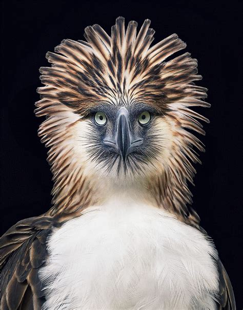 Endangered Beautiful Animal Portraits By Tim Flach Daily Design