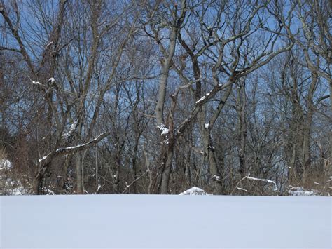 Free Photo Snow Field Forest Branches Outdoors Winter