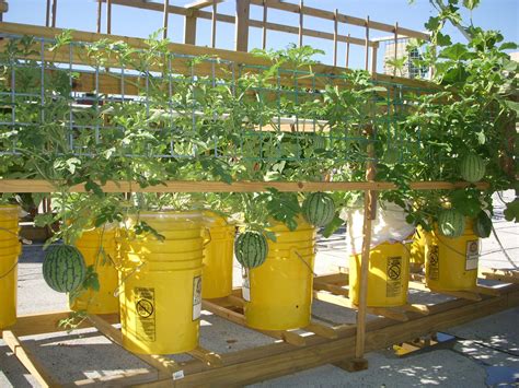 Build A Self Watering Container Bucket Gardening