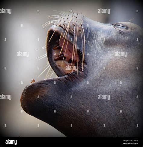 Sea Lion Mouth Open Hi Res Stock Photography And Images Alamy