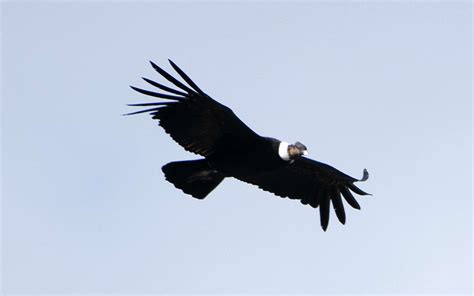Book ocean villa condos, panama city beach on tripadvisor: Le condor des Andes plane pendant 170 km sans un battement ...