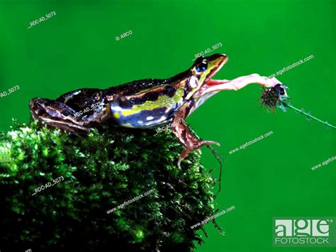 Common European Frog Catching Fly Rana Temporaria Insects Moss Outdoor