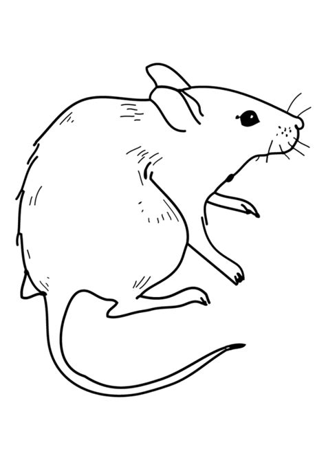 Coloriage souris blanche sur Hugolescargot.com