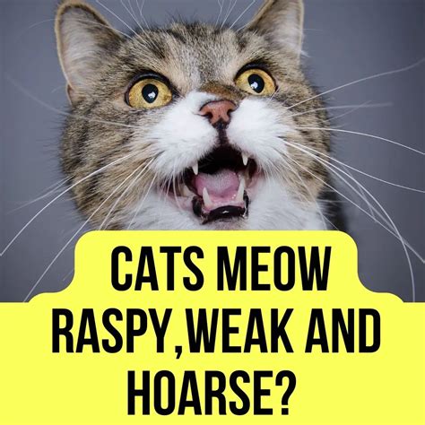 Why Cats Meow Is Raspy Weak And Hoarse 6 Reasons Oxford Pets