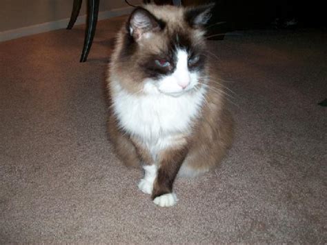 Missing Siamese Persian Cat Biological Science Picture Directory