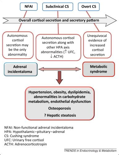 Current Status And Controversies In Adrenal Incidentalomas Trends In