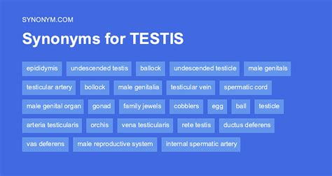 Another Word For Testis Synonyms And Antonyms