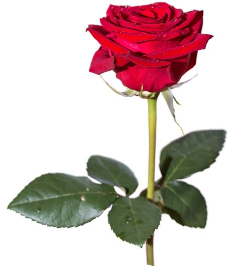 Rose Png Image Red Rose Png Rosé Png Red Rose Images Hd
