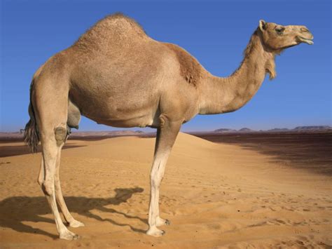 Camels’ Humps Are Not Filled With Water