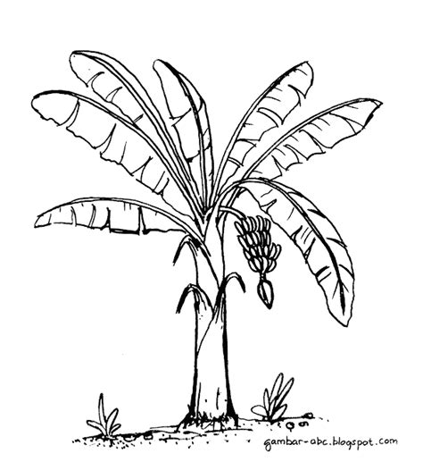 Mewarnai Pohon Pisang - Contoh Gambar Mewarnai