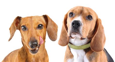 Dachshund Beagle Mix Breed Information A Guide To The Doxle Dog