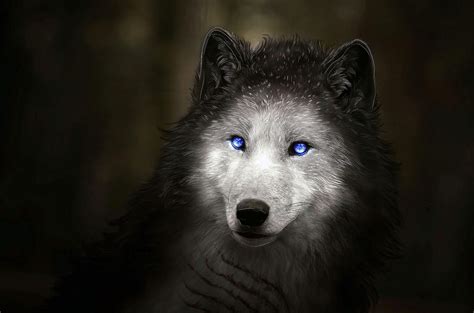 Black Wolves With Blue Eyes Wallpapers Wolf Wallpaperspro
